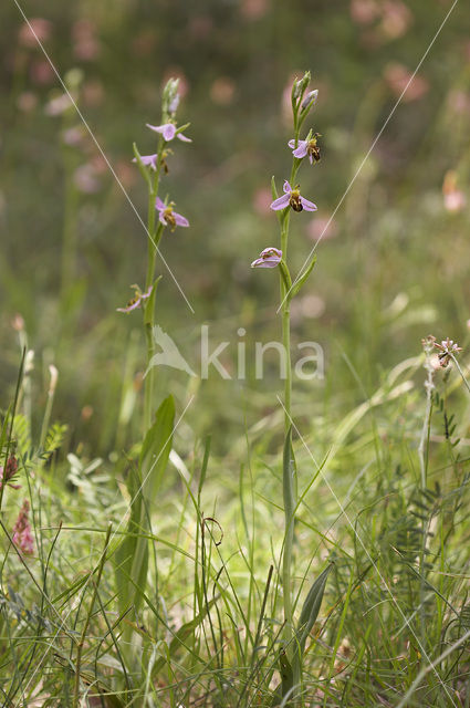 Bijenorchis (Ophrys apifera)