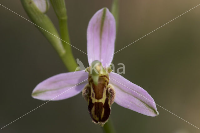 Bee Orchid (Ophrys apifera)