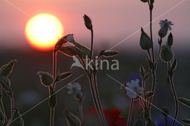 Bladder Campion (Silene vulgaris)