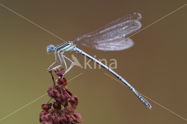 Blauwe breedscheenjuffer (Platycnemis pennipes)