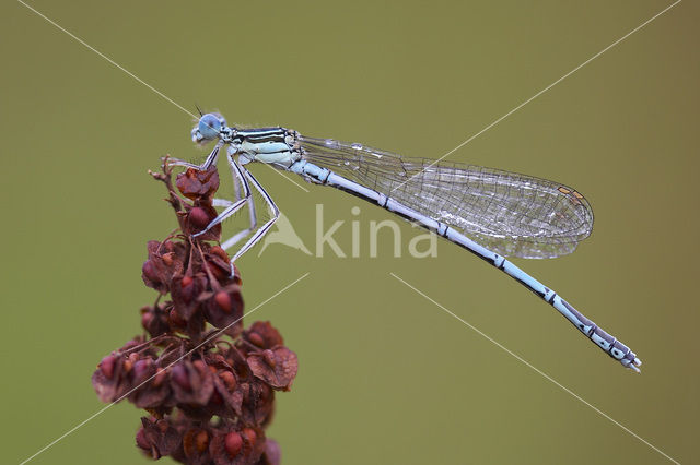 White-legged Damselfly (Platycnemis pennipes)