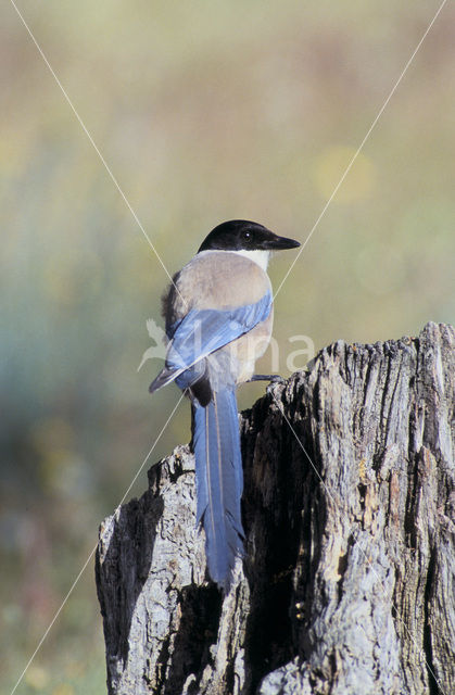 Blauwe Ekster (Cyanopica cyanus)