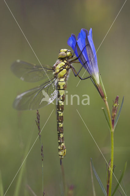 Blauwe glazenmaker (Aeshna cyanea)