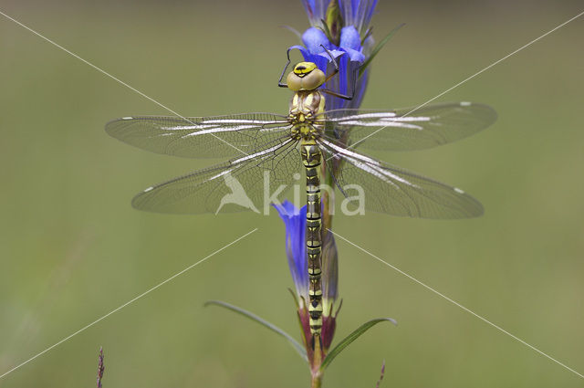 Blauwe glazenmaker (Aeshna cyanea)