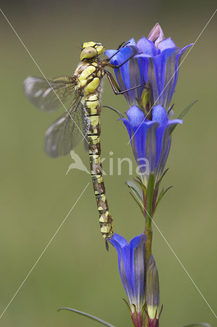 Blauwe glazenmaker (Aeshna cyanea)