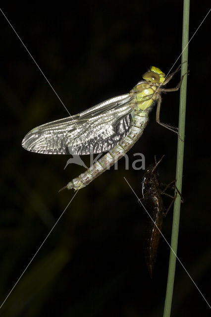 Southern Hawker (Aeshna cyanea)