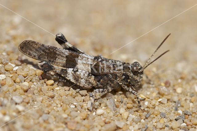 Blauwvleugelsprinkhaan (Oedipoda caerulescens)