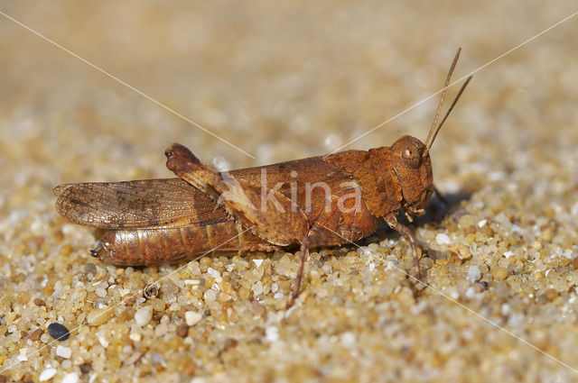 Blue-winged grasshopper (Oedipoda caerulescens)