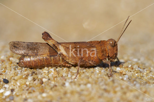 Blauwvleugelsprinkhaan (Oedipoda caerulescens)