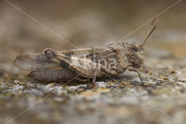 Blauwvleugelsprinkhaan (Oedipoda caerulescens)