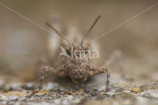 Blauwvleugelsprinkhaan (Oedipoda caerulescens)