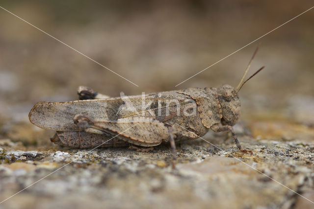 Blauwvleugelsprinkhaan (Oedipoda caerulescens)