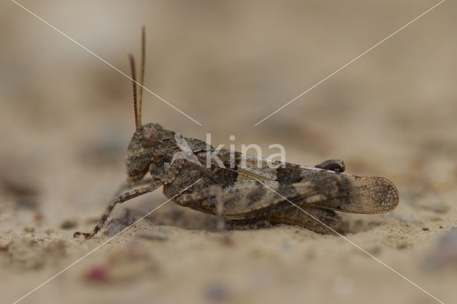 Blauwvleugelsprinkhaan (Oedipoda caerulescens)