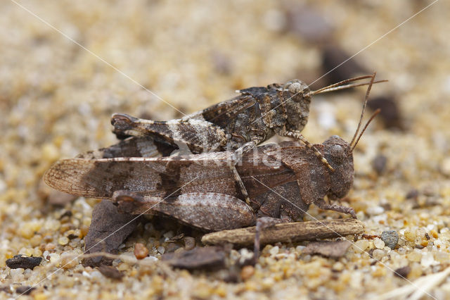 Blauwvleugelsprinkhaan (Oedipoda caerulescens)