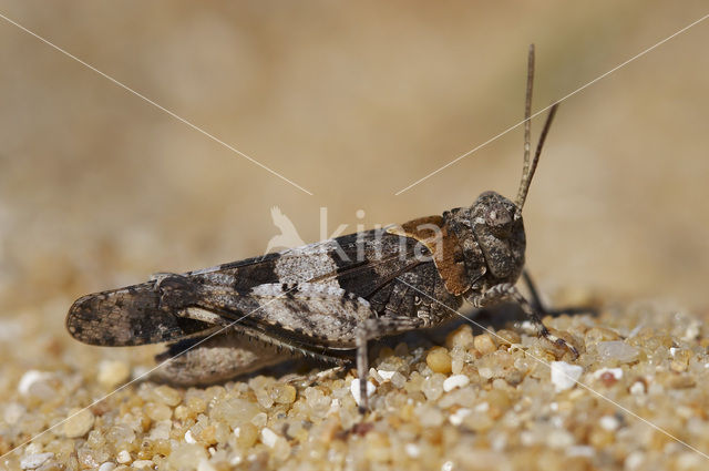 Blauwvleugelsprinkhaan (Oedipoda caerulescens)