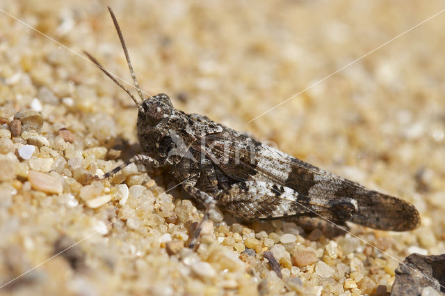 Blauwvleugelsprinkhaan (Oedipoda caerulescens)