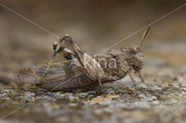 Blauwvleugelsprinkhaan (Oedipoda caerulescens)