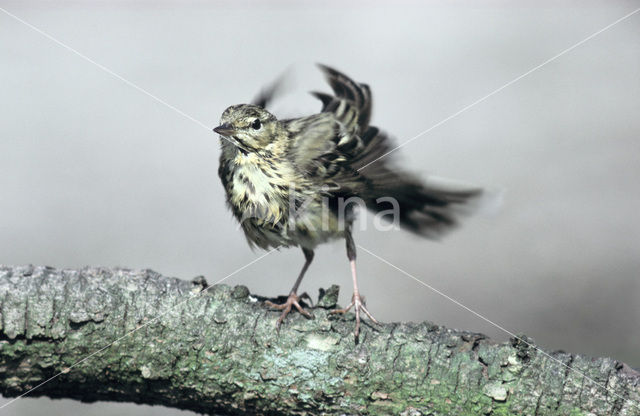 Tree Pipit (Anthus trivialis)