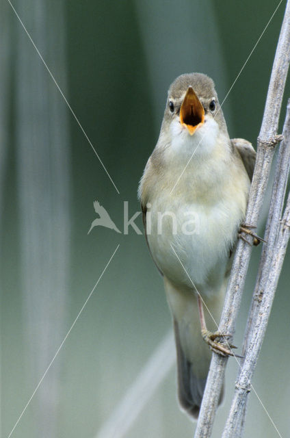 Marsh Warbler (Acrocephalus palustris)