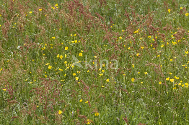 Buttercup (Ranunculus)