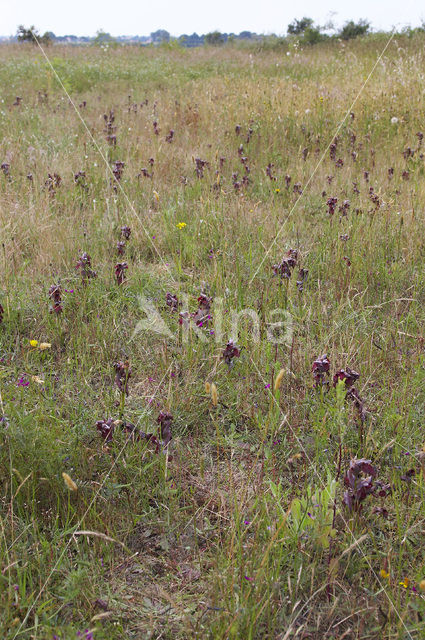 Brede tongorchis (Serapias cordigera)