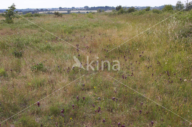 Brede tongorchis (Serapias cordigera)