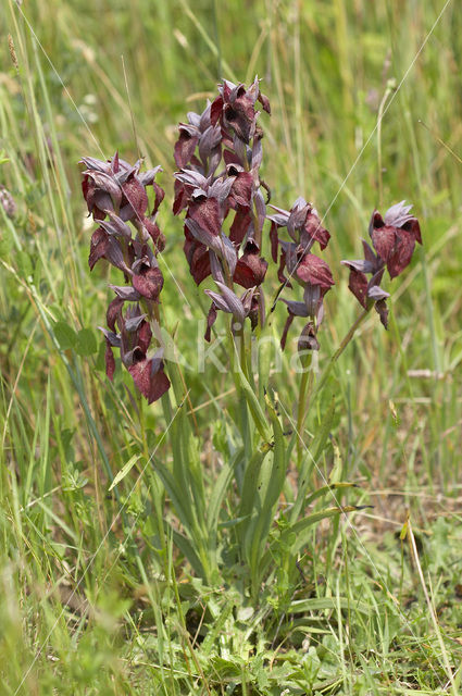 Brede tongorchis (Serapias cordigera)