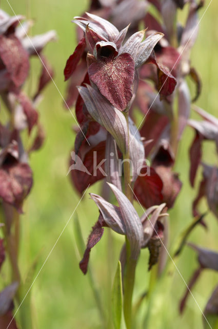Heart-Flowered Orchid (Serapias cordigera)