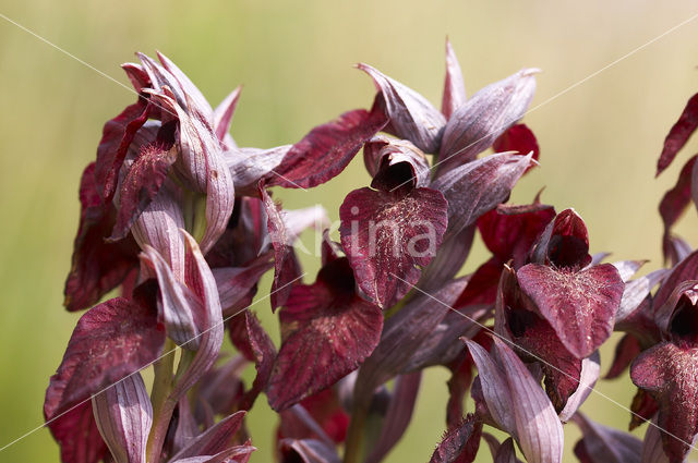 Brede tongorchis (Serapias cordigera)