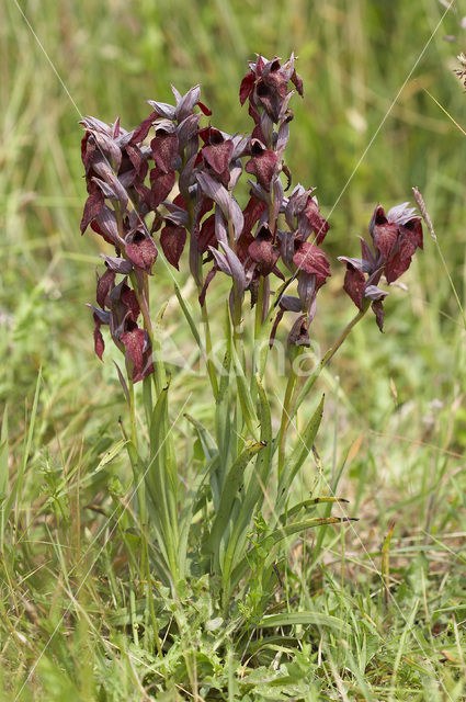 Heart-Flowered Orchid (Serapias cordigera)