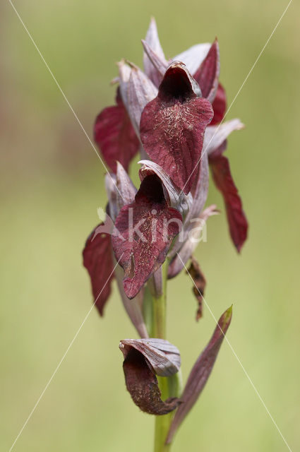 Heart-Flowered Orchid (Serapias cordigera)