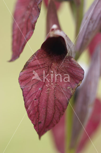 Heart-Flowered Orchid (Serapias cordigera)
