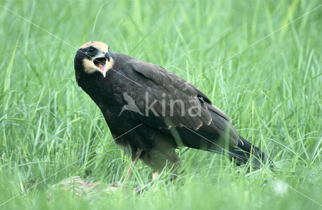 Bruine Kiekendief (Circus aeruginosus)