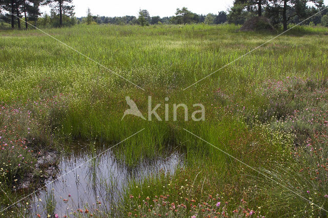Brown Beak-sedge (Rhynchospora fusca)
