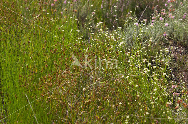 Bruine snavelbies (Rhynchospora fusca)