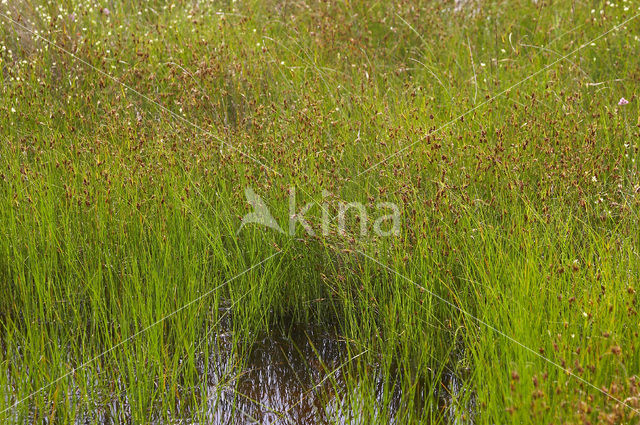 Brown Beak-sedge (Rhynchospora fusca)