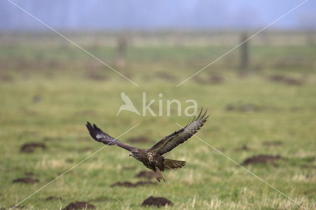 Common Buzzard (Buteo buteo)
