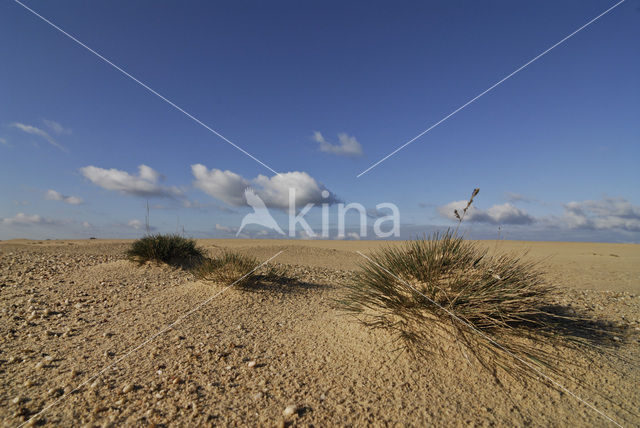 Grey Hair-grass (Corynephorus canescens)