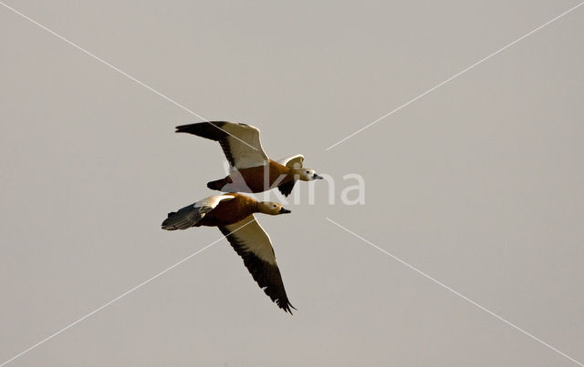 Ruddy Shelduck (Tadorna ferruginea)