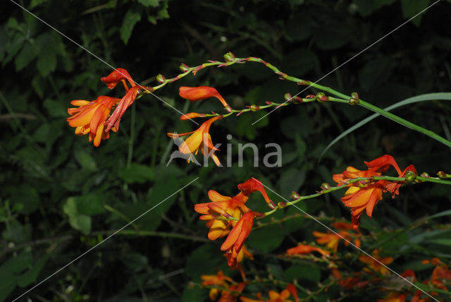 Crocosmia spec.