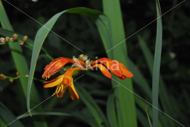 Crocosmia spec.