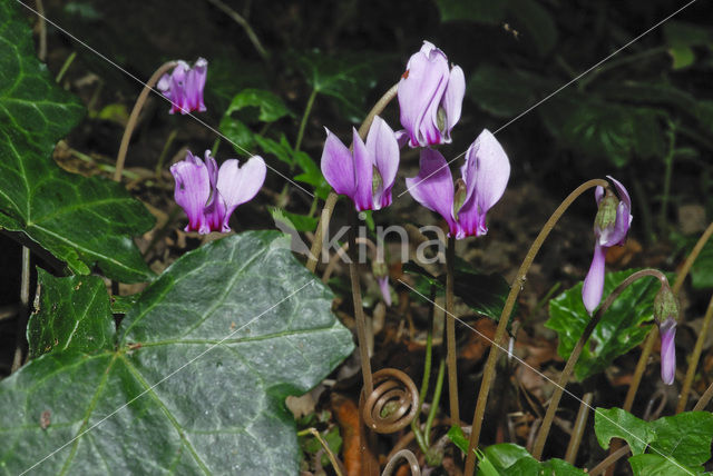 Cyclaam (Cyclamen europaeum)