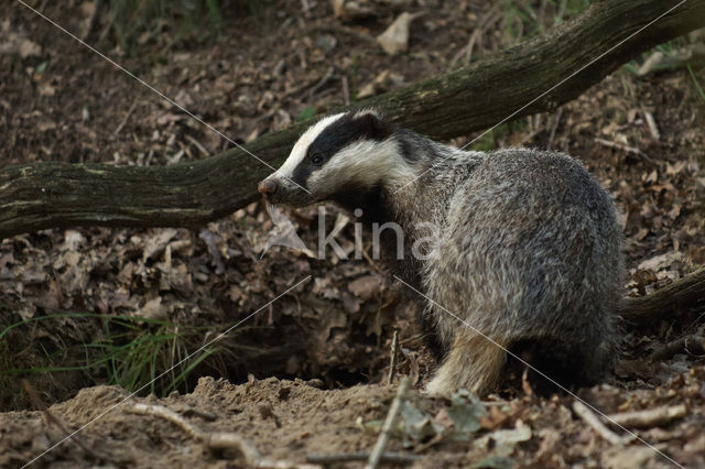 Badger (Meles meles)