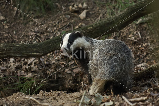 Badger (Meles meles)