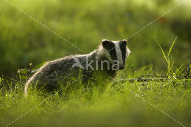 Badger (Meles meles)