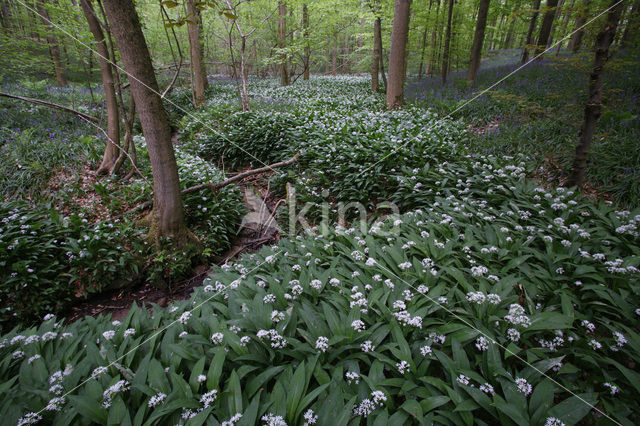 Daslook (Allium ursinum)