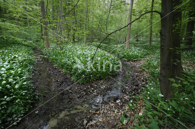 Daslook (Allium ursinum)