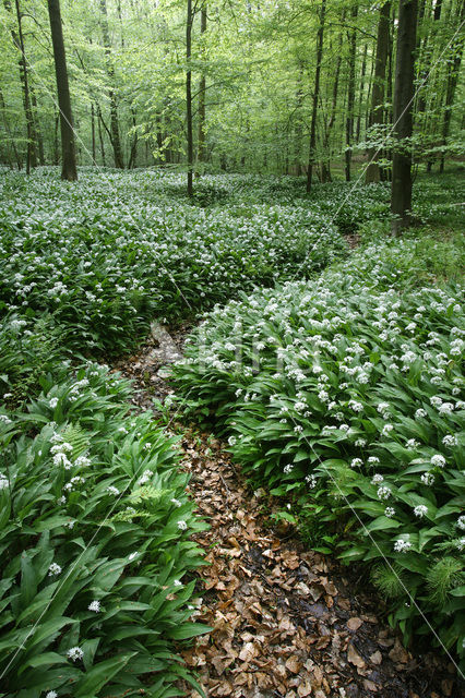 Ramsons (Allium ursinum)