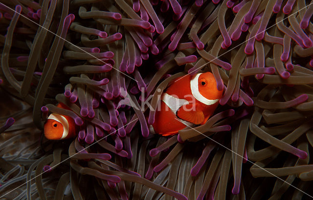 anemonefish