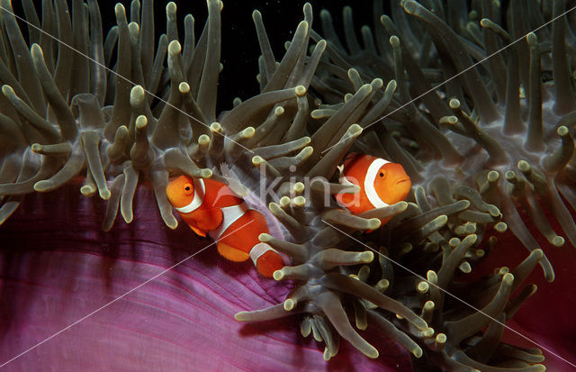 anemonefish